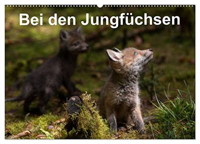 Bei den Jungfüchsen (Wandkalender 2025 DIN A2 quer), CALVENDO Monatskalender: Zwei Fuchsfamilien an einem Naturbau mit interessanten Begegnungen