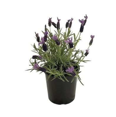 Set de Regalo de Espliego en Maceta Un Regalo Especial para Amantes de las Plantas de Lavanda y la Aromaterapia