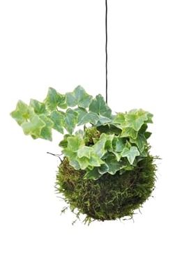 Kokedama Hiedra Planta de Salón - DECOALIVE - Elaboración Artesanal - Árbol con Musgo