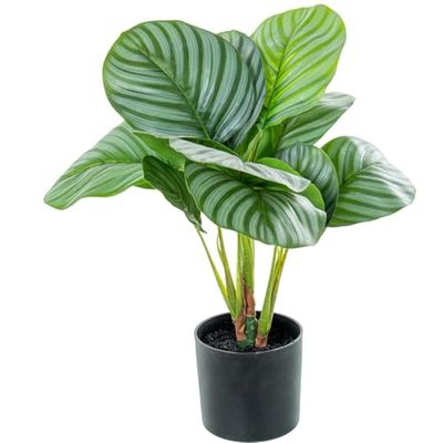 Alexandra House Living Planta Decorativa Plástico Calathea 50 cm