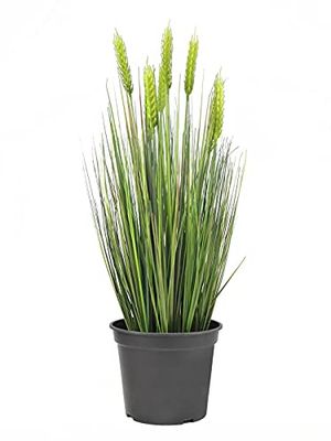 EUROPALMS 82505866, Primer Verano de Trigo, 60 cm, Verde (Grün)