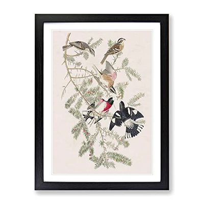 Rose Breasted Grosbeak By John James Audubon Vintage Framed Wall Art Print, Ready to Hang Picture for Living Room Bedroom Home Office Décor, Black A4 (34 x 25 cm)