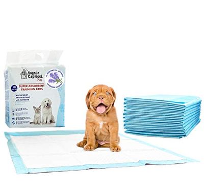 Drömmar och nycker husdjur absorberande matta pets, lavendel, 1 låda (80 bitar)
