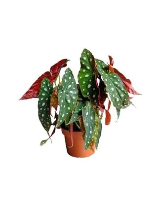 Begonia Maculata Natural Planta Exótica y Tropical para Interior