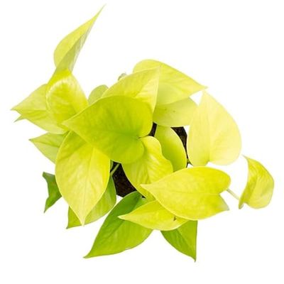 Golden Pothos Planta de Interior Natural Purficadora del Aire