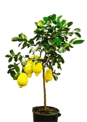 Árbol Frutal Natural de Citrus Limon - Limonero