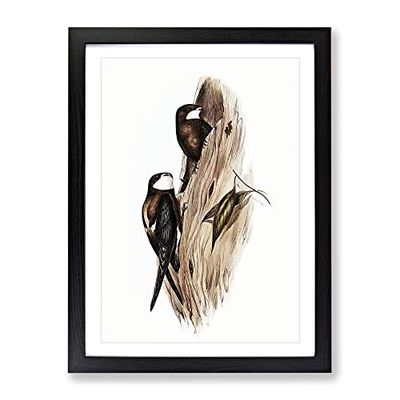 Australian Spine Tailed Swallow Birds By Elizabeth Gould Vintage Framed Wall Art Print, Ready to Hang Picture for Living Room Bedroom Home Office Décor, Black A3 (34 x 46 cm)