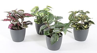 inGarden VGC05 Uppsättning av 4 grå krukor med växter med konstgjorda växter för inomhusbruk 23 cm hög, Kruka ingår