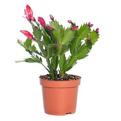 DECOALIVE Cactus de Navidad Planta Natural de Interior con Flores de Colores, 8436601571601