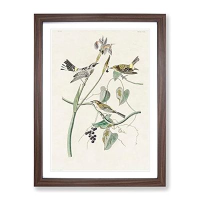Yellow Crown Warbler Birds By John James Audubon Vintage Framed Wall Art Print, Ready to Hang Picture for Living Room Bedroom Home Office Décor, Walnut A2 (64 x 46 cm)