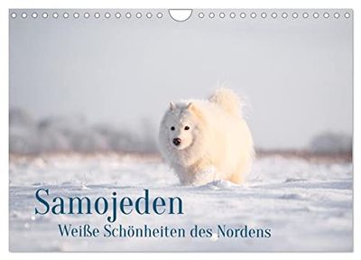 Samojeden - Liebenswerte Fellkugeln (Wandkalender 2024 DIN A4 quer), CALVENDO Monatskalender