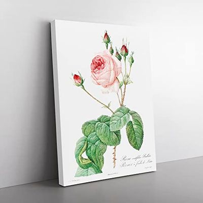 Pink Cabbage Rose By Pierre Joseph Redoute Vintage Canvas Wall Art Print Ready to Hang, Framed Picture for Living Room Bedroom Home Office Décor, 60x40 cm (24x16 Inch)