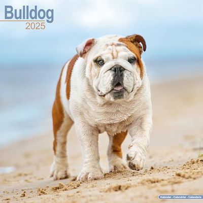 Bulldog 2025 Square Wall Calendar | Dog Breed Calendar