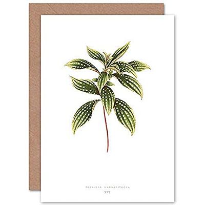 Wee Blue Coo Leaf Sonerila Margaritacea Greeting Card With Envelope Inside Premium Quality