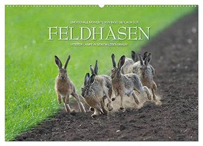Emotionale Momente: Feldhasen (Wandkalender 2025 DIN A2 quer), CALVENDO Monatskalender: Meister Lampe in seinem Lebensraum.