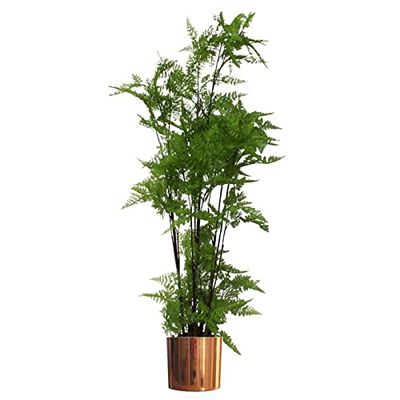 Leaf Artificial Realistic Natural Look Pot, Moss Fern Large Copper, 150cm