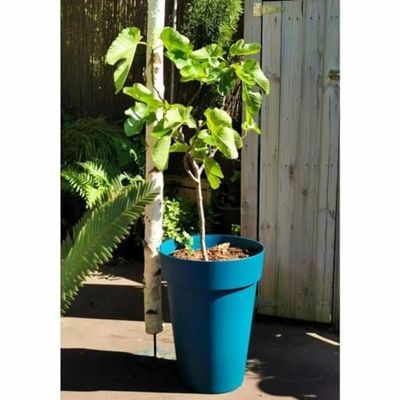 Riss Bloempot, 53 cm, blauw, kunststof
