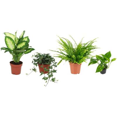 Set 4 Plantas Interior Poca Luz DECOALIVE: Dieffenbachia, Hiedra, Helecho y Potho
