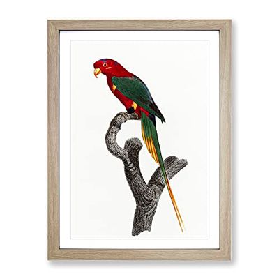 Papuan Lorikeet By F. Levaillant Vintage Framed Wall Art Print, Ready to Hang Picture for Living Room Bedroom Home Office Décor, Oak A3 (34 x 46 cm)