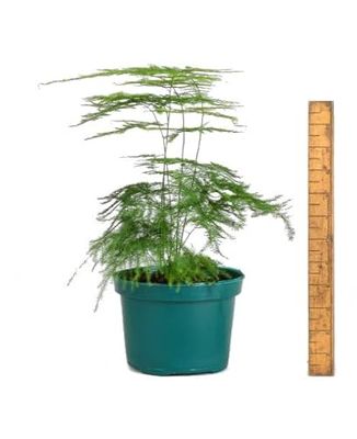 Asparagus Setaceus Planta Purificadora del Aire de Interior