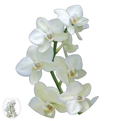 Sticker WC Abattant Orchidée Jaune, Branche Verte, Fleur Fraiche, 33x38cm, Déco Toilettes Maison, Décoration Intérieure