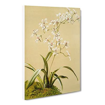 Magnolia Flowers Illustration Tab. 41 By Frederick Sander Vintage Canvas Wall Art Print Ready to Hang, Framed Picture for Living Room Bedroom Home Office Décor, 24x16 Inch (60x40 cm)
