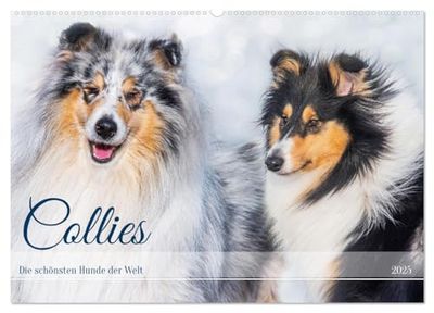 Collies - die schönsten Hunde der Welt (Wandkalender 2025 DIN A2 quer), CALVENDO Monatskalender: 13 wundervolle Fotos der Fotografin Sigrid Starick ... Collies begleiten und durch das Jahr