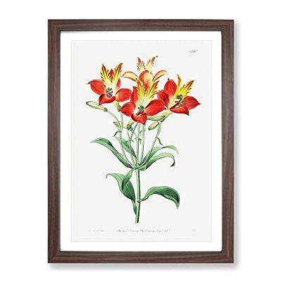 Red Peruvian Lily Flowers Vintage Framed Wall Art Print, Ready to Hang Picture for Living Room Bedroom Home Office Décor, Walnut A4 (34 x 25 cm)