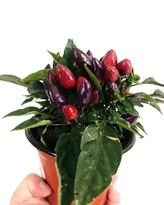 Pimiento Enano Capsicum Natural la Planta Ornamental de Cocina Ideal para Interiores