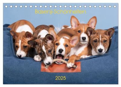 Basenji-Schönheiten (Tischkalender 2025 DIN A5 quer), CALVENDO Monatskalender: Wunderschöne Basenjis, groß und klein