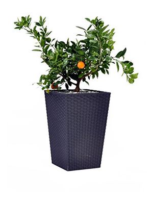 Keter - Vaso médio de vime, base quadrada; 100% material reciclado; 38 x 38 x 57 cm; capacidade 55 l; cor cinzento grafite