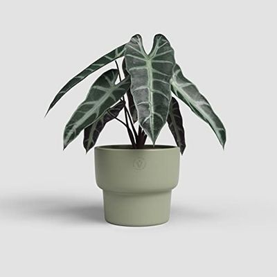 Artevasi Echo High Pot, Blomvas, Heminredning, diameter 16,5 cm, oliv