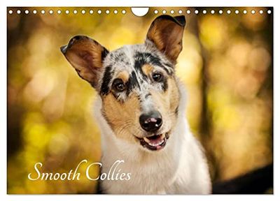 Smooth Collies (Wandkalender 2026 DIN A4 quer), CALVENDO Monatskalender: Portraits einer faszinierenden Rasse - für Liebhaber und solche, die es werden wollen