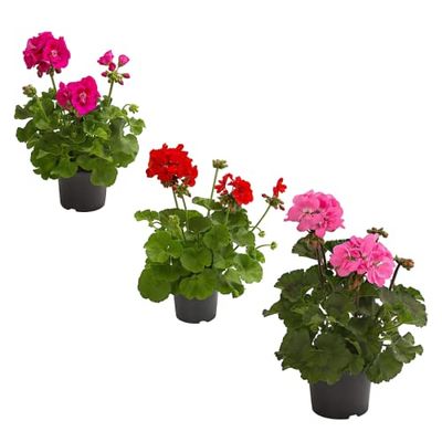 DECOALIVE Plantas de Geranio Pack de 3 Unidades