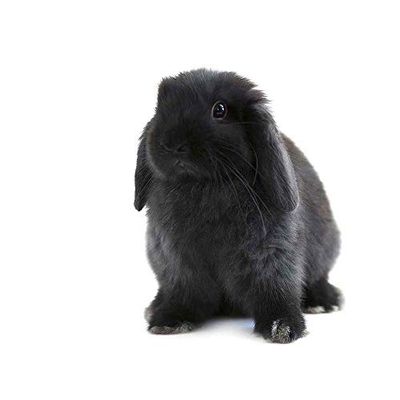 Wee Blue Coo Svart Holland Lop Kanin Konst Tryck Affisch Vägg Dekor 30 x 40 cm