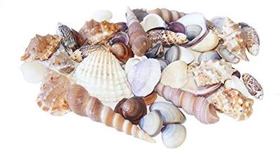 Playlearn Large Sea Shells for Natural Decoration, Vase fillers, Crafting & Crafts In Wicker Gift Basket For Starfish Decoration (900 grams)