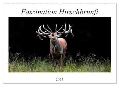 Faszination Hirschbrunft (Wandkalender 2025 DIN A2 quer), CALVENDO Monatskalender: Bezaubernde Einblicke während der Rotwildbrunft