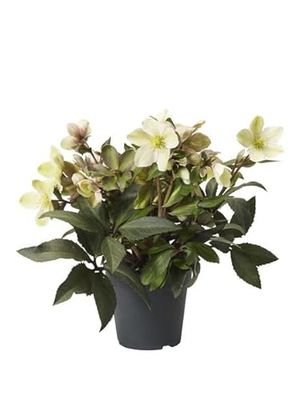 Rosa de Navidad Helleborus Niger Un Toque de Magia en Invierno