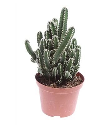 DECOALIVE Cereus Peruvianus Florida Cactus Natural del Ordenador
