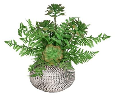 VEA SRL Plantes Grasses et fougère 20 x 41 cm LAO57493