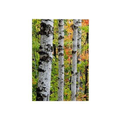 3dRose USA, Michigan/Birch Trunk and Maple Leaves Towel, White, 15 x 22-Inch