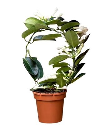 Stephanotis Floribunda Planta Natural Trepadora de Exterior - Jazmín de Madagascar