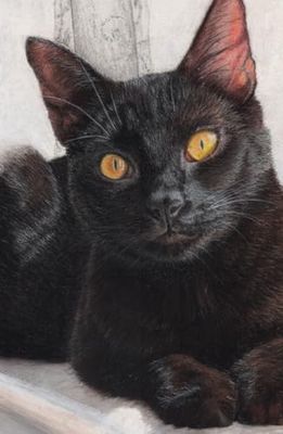 Black Cat Diary 2026, Approx A5 Week Per Page Hard Back with Artwork by Sally Sturgess.: With UK Holidays, Pagan Festivals and Moon Phases. Perfect cat lover gift. Supports a UK artist.