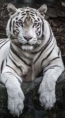 Miracle Home. Serviette de Plage en Microfibre Tigre, 100% Poliéster, 75 X 145 Cm. 15084