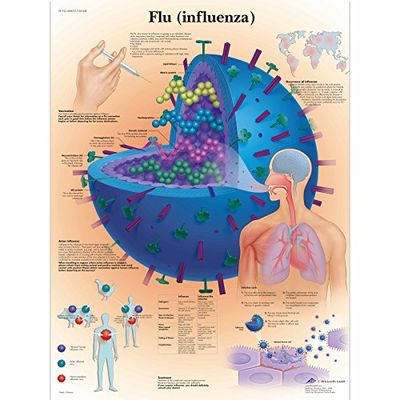 3B Scientific Vetenskaplig influensa-diagram, unlaminated