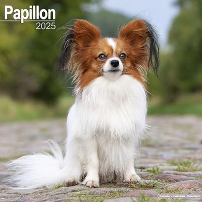Papillon 2025 Square Wall Calendar | Dog Breed Calendar
