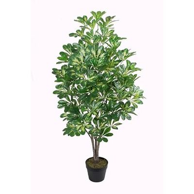 PLANTA PE 50X50X120 SCHEFFLERA VERDE