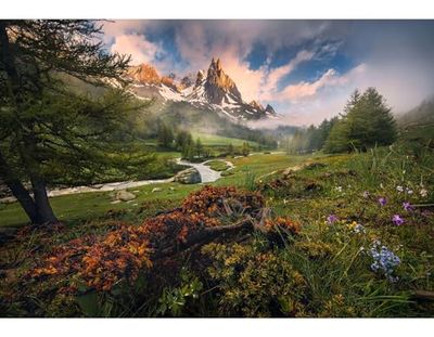 Komar Morning Walk - Papel pintado fotográfico (368 x 254 cm), diseño de bosque