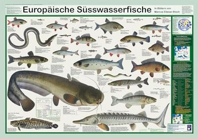 Planet Poster Editions Poissons d'eau douce européens (boîte d'affiches planètes)