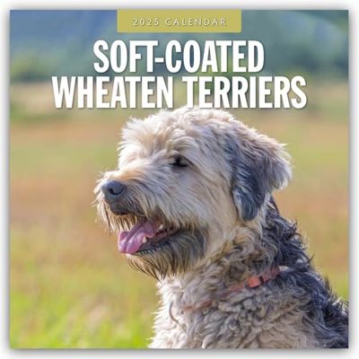 Soft-Coated Wheaten Terriers 2025 Square Wall Calendar